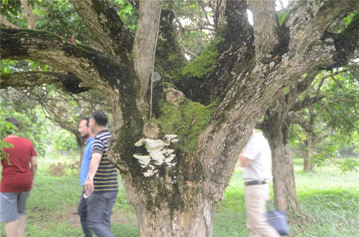 图片上传成功 覃敬清的墓地就在母本园前1.jpg