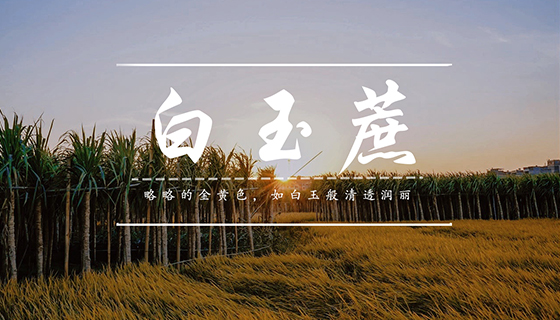 白玉蔗