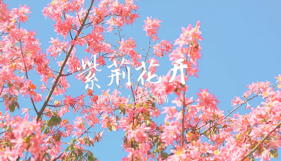 紫荆花开