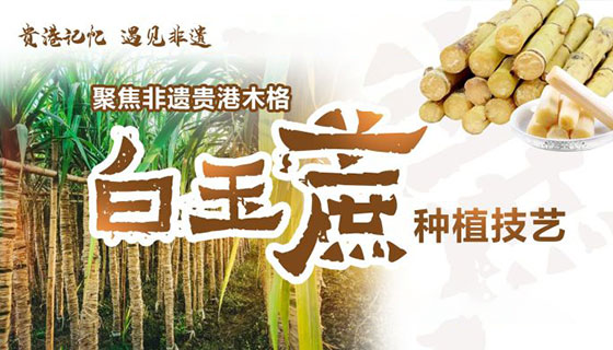 “贵港记忆  遇见非遗”——聚焦白玉蔗种植技艺